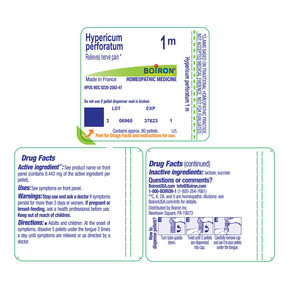 Hypericum Perforatum 1m