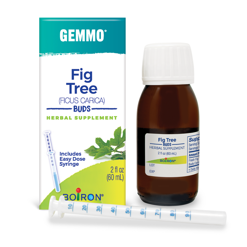Gemmo Fig Tree Buds