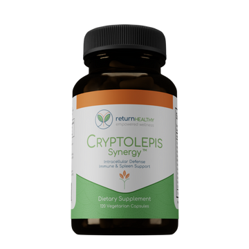 Cryptolepis Synergy