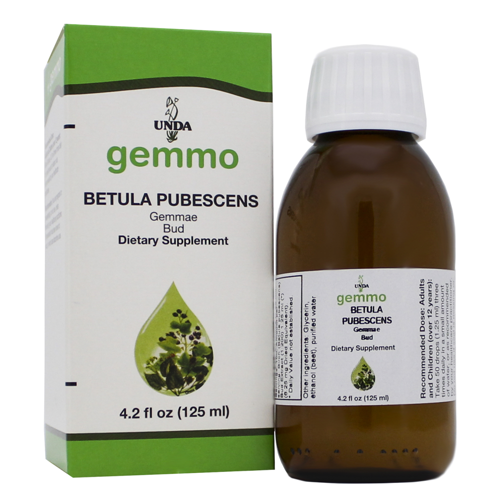 Betula pubescens Bud