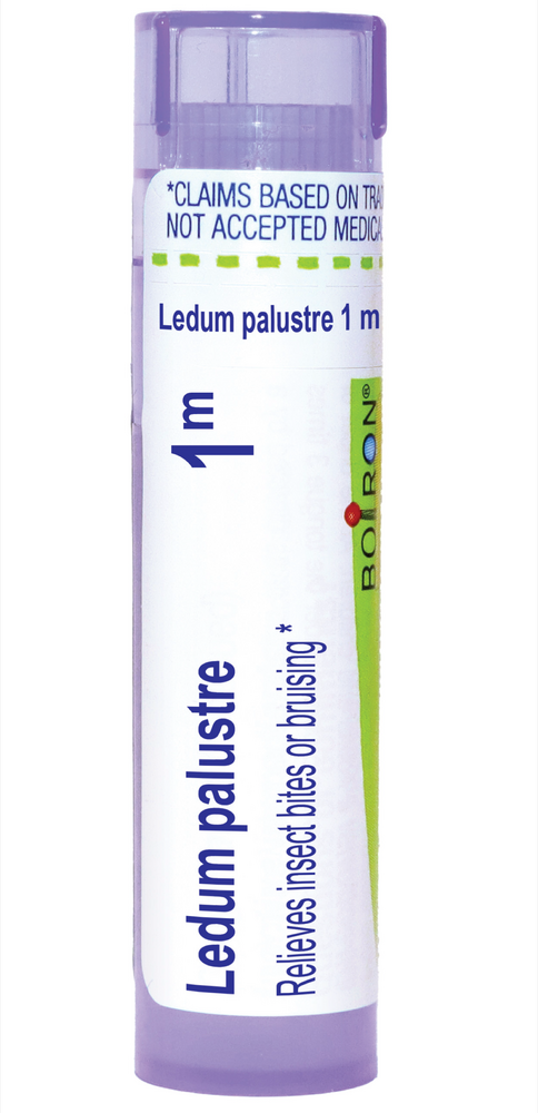 Ledum Palustre 1m