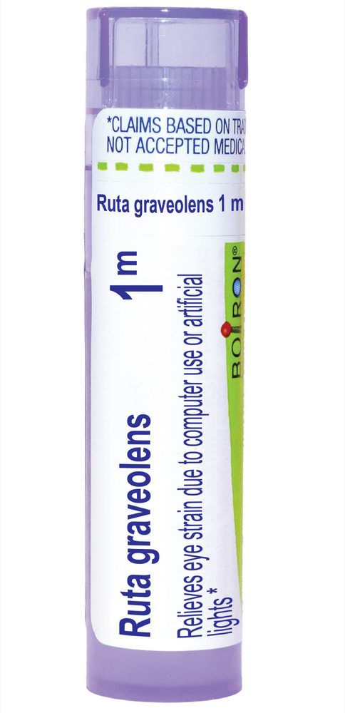 Ruta Graveolens 1m