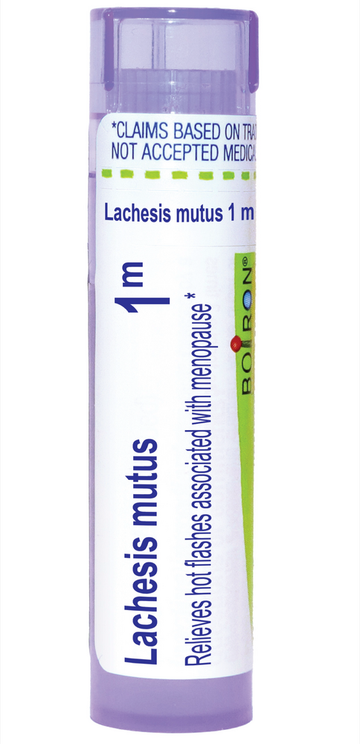 Lachesis Mutus 1m