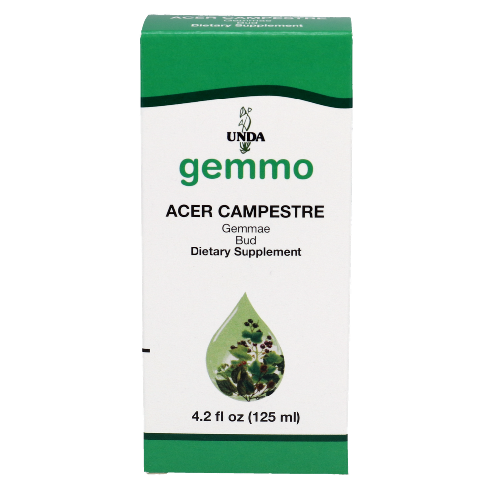 Acer campestre